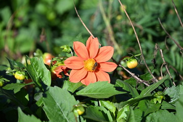 bee on flower