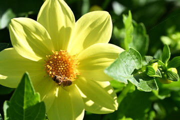 bee on yellow flower
