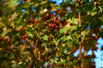 Red healthy rose hips for tea and tincture, filled with vitamins microelements