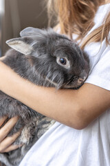 Obraz premium A girl with a rabbit. Gray rabbit in hands. Rabbit close-up.