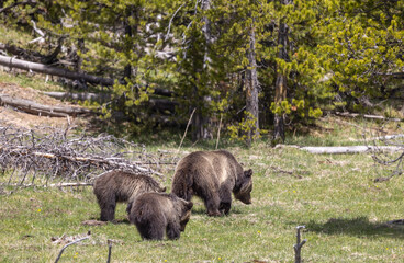 Grizzly Bear Sow and Cubs in Springtime in Yellowstone National Park Wyoming