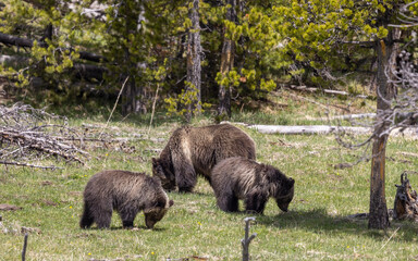 Grizzly Bear Sow and Cubs in Springtime in Yellowstone National Park Wyoming