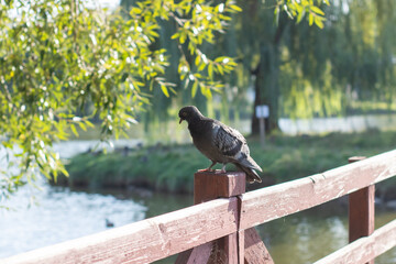 A pigeon sits on a railing, overlooking a peaceful body of water