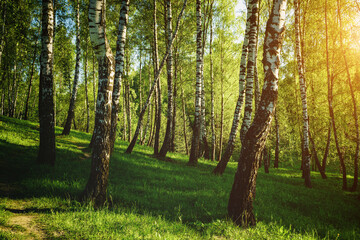 Grove of birches with young green leaves at sunset or sunrise in spring or summer. Vintage film aesthetic.