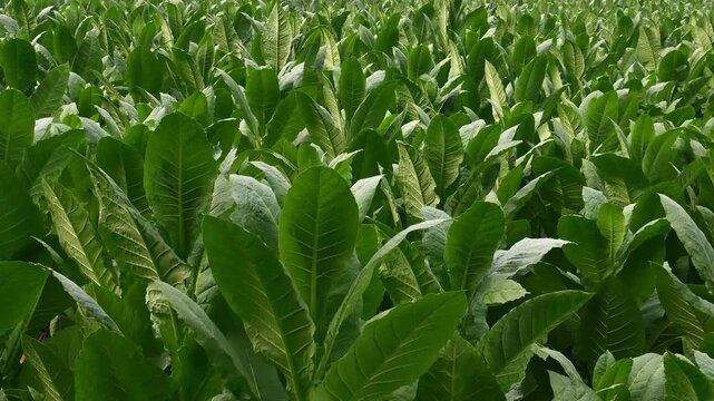 Tobacco farming is fertile to meet industrial needs. Lush plants of green tobacco plants in rice fields in Indonesia.