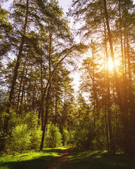 Sunbeams streaming through the pine trees and illuminating the young green foliage on the bushes in the pine forest in spring. Vintage film aesthetic.