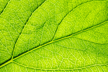 Macro shot of a leaf. Foliage nature background.