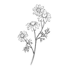 Chamomile branch hand drawn sketch. Line drawn illustration on white background. Element for tea and cosmetics label design.