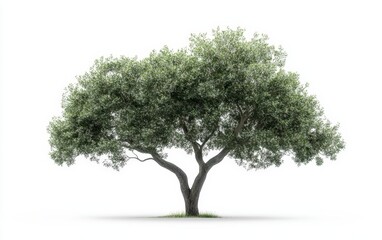 Obraz premium tree isolated stock photo on white background 
