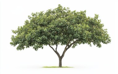 tree isolated stock photo on white background 