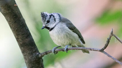 black capped kingfisher