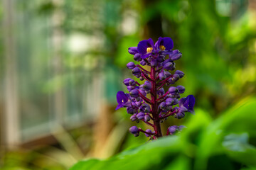 Obraz premium Botanical garden with color blossoms of flowers in summer hot morning