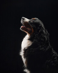 The image shows a Bernese Mountain Dog in a side view, raising its paw as if to give a high-five. The black background accentuates the dog playful and friendly demeanor.