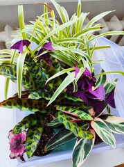bright and beautiful indoor plants
