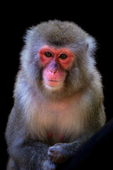 Fototapeta premium Close up of face of a Japanese macaque, or snow monkey, 