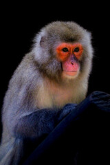Close up of face of a Japanese macaque, or snow monkey, 