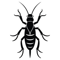 beetle isolated on white background