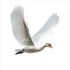 Obraz premium Swan Flying Isolated