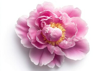 Lush Pink Peony Flower on Clean Background