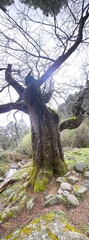 Naklejka premium tree in the forest