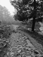 Naklejka premium path in the woods