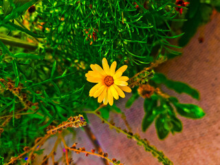 Pot Marigold