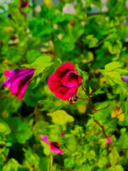 Western Honey Bee on Pink Mallow Bloom