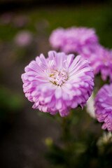 Obraz premium close up of a purple flower