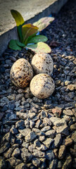 Birds egg