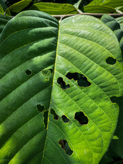 green leaf background