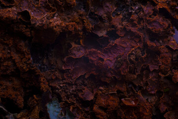 macro photography bark texture close-up abstraction