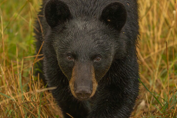 Fototapeta premium black bear cub