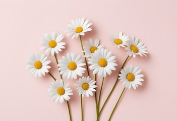 Obraz premium Bouquet of daisy flowers isolated on pink background, close up