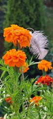 orange flower in the garden