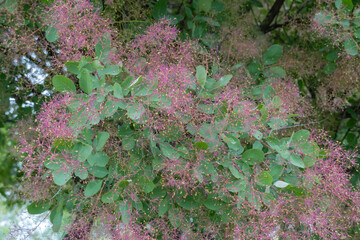 Flowering bush smoke tree of red cotinus coggygria. Beautiful fluffy flowers skumpiya tanning from...