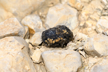Little Owl (Athene Noctua) Pellet  
