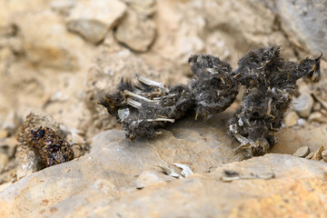 Little Owl (Athene Noctua) Pellet  