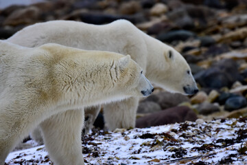 Two polar bears out for a walk near Churchill, Canada.