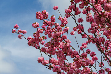Close-up Prunus 'Kanzan' (Prunus serrulata or Prunus lannesiana) pink flowers in City park Krasnodar. Galitsky Park in spring 2024. Japanese cherry flowers as wallpaper background. Selective focus