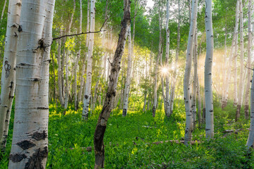 Morning Aspens 3
