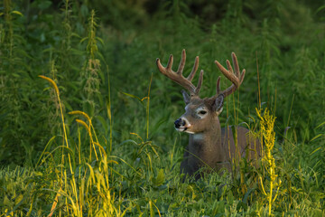 WHITETAIL DEER_ BUCK