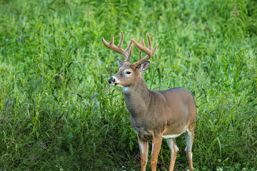 WHITETAIL DEER_ BUCK