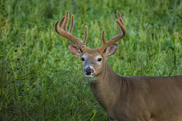 WHITETAIL DEER_ BUCK