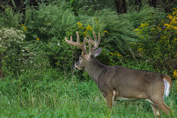 WHITETAIL DEER_ BUCK