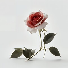 Single Rose