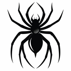 black spider isolated on white