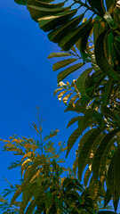 leaves against sky