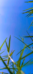 grass and sky