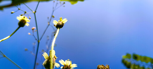 yellow flowers on sky