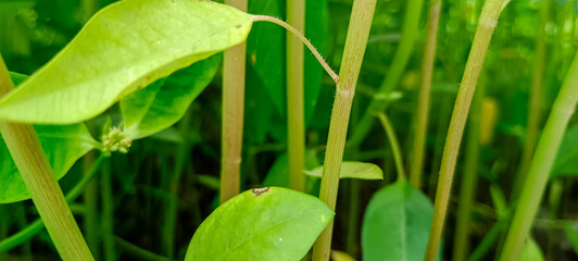 leaf with drops